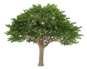 Wall Mural - Tree isolated. Schinus terebinthifolius