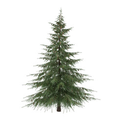 Wall Mural - Tree isolated. Picea fir-tree