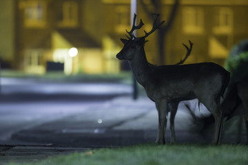 urban deer - dama dama