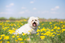 Coton De Tulear Dog Portrait On Bright Sunny Summer Day