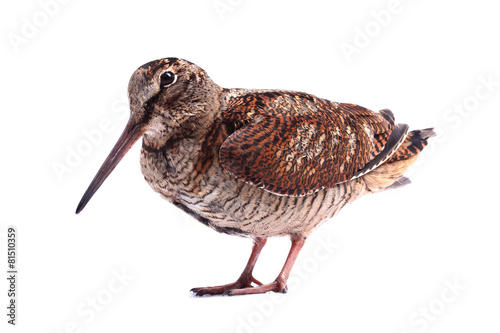 Fotomural Eurasian Woodcock (Scolopax rusticola) isolated on white