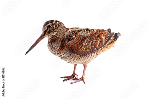 Fotografia, Obraz Eurasian Woodcock (Scolopax rusticola) isolated on white