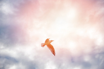 Snow Geese in Flight