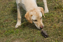 Golden Labrador Retriever Puppy Sniffing Dead Mole