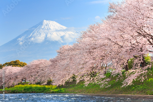 Obrazy Tokio  wisniowe-kwiaty-lub-sakura-i-gora-fuji-w-tle