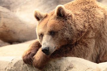 wild brown bear