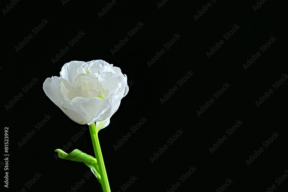 Fresh white tulip on black background