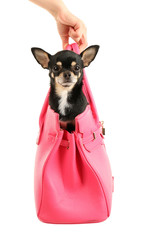 Wall Mural - Cute chihuahua puppy in pink female bag isolated on white