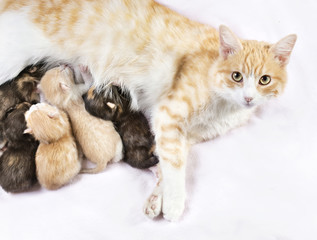 Wall Mural - red cat with kittens