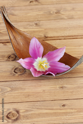 Naklejka dekoracyjna Tulpe in einer Palmblattschale