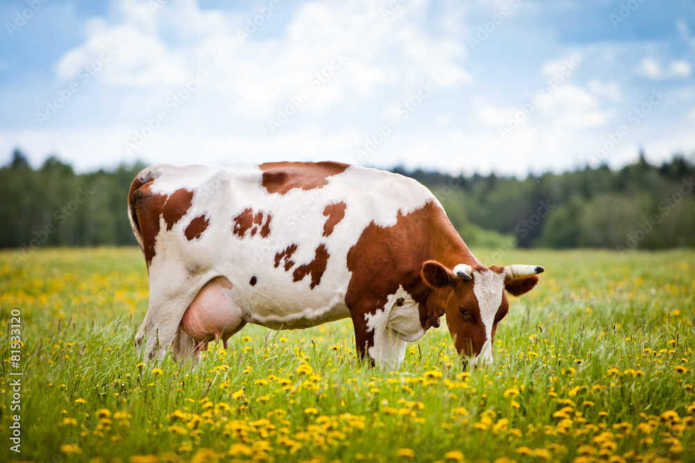 Printed Kitchen Splashbacks Cow In A Field Nikkel Art