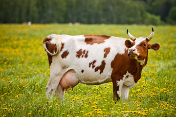 Cow In A Field