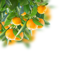 Wall Mural - Tangerine tree