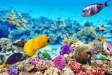 Underwater world with corals and tropical fish.