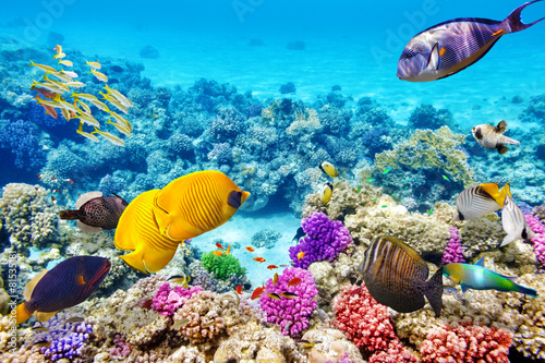 Fotografía Mundo submarino con corales y peces tropicales.