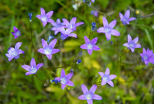 Harebell Wildflowers - Campanula Rotundifolia