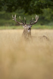 Fototapeta Zwierzęta - Red deer - Cervus elaphus