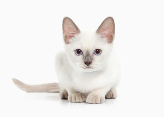 Cat. Thai kitten on white background