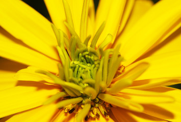 yellow flower macro