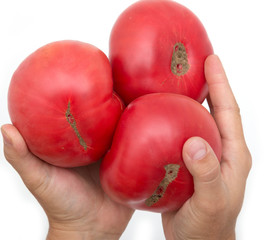 Wall Mural - big red tomatoes in the hands of