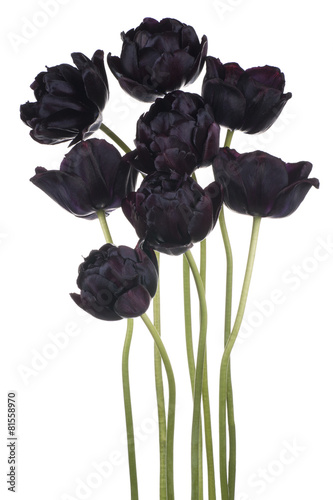 czarne-tulipany
