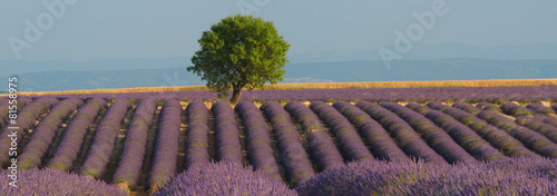 Fototapeta na wymiar Lavender field panorama