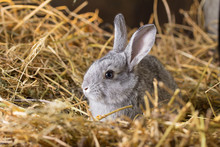 Rabbit On Dry Grass