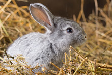 Rabbit On Dry Grass
