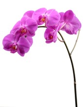 Pink Orchid With Long Stalk Isolated On White