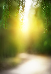 Abstract blurred nature background with sunlight