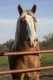 Fototapeta Konie - Healthy horse
