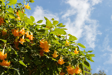 Wall Mural - yellow datura flower