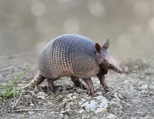 nine-banded armadillo