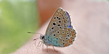 Mini Papillon
