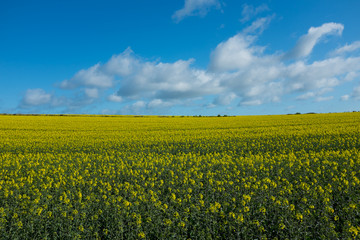 Poster - Rape field with blye sky and horizon line