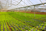 Fototapeta Mosty linowy / wiszący - Lettuce Greenhouse