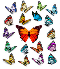 Set of different colorful butterflies. Vector.