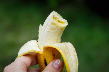 Wall Mural - Peeled banana in hand