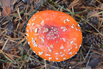 Fly agaric mushroom closeup in the forest