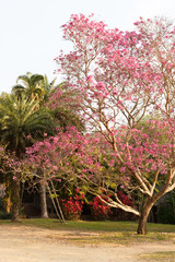 Wall Mural - blooming pink flower of pink trumpet tree