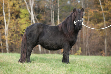 Young shetland pony in autumn