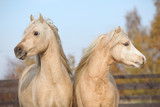 Fototapeta Konie - Two beautiful welsh stallions together