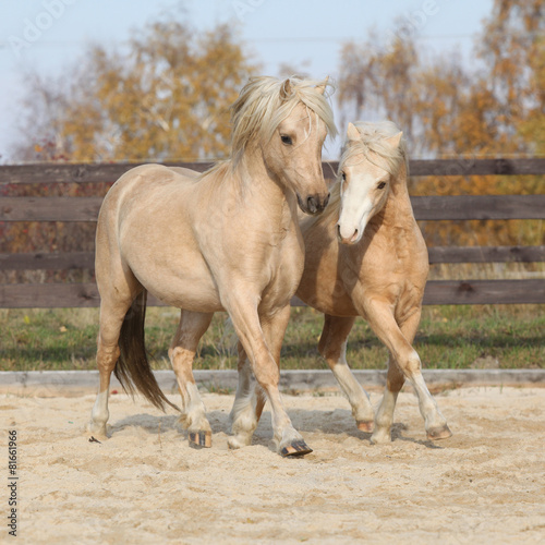 Obraz w ramie Two amazing stallions playing together