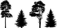 Four Pine And Fir Silhouettes Isolated On White