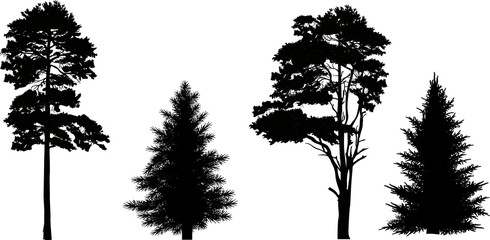 Wall Mural - four pine and fir silhouettes isolated on white