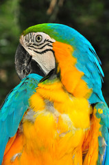 Parrot