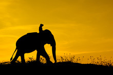 Elephant And Grass Silhouettes Background With Sun Set.