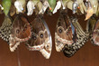 pupa with butterflies hanging in cascet
