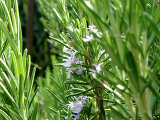 Rosemary plant with flowers