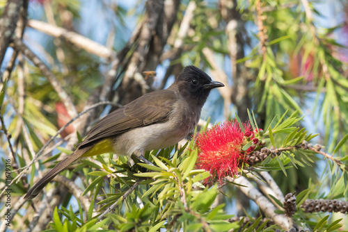 Fotografering Blackeyed bulbul (Pycnonotus barbatus) perched beside a bottle b